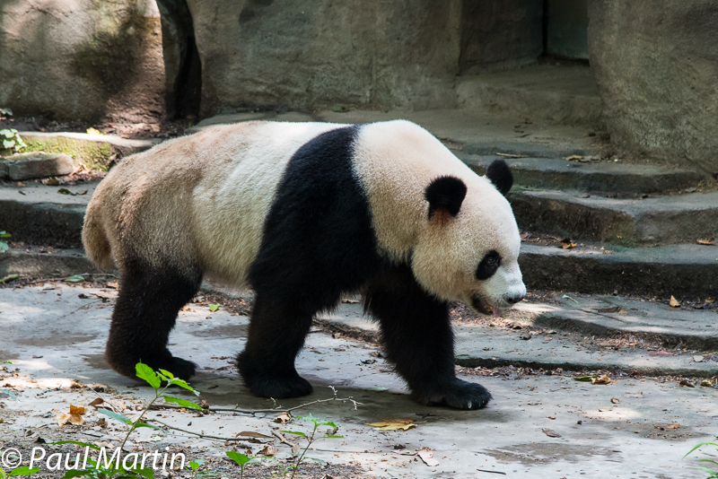 chengdu panda base