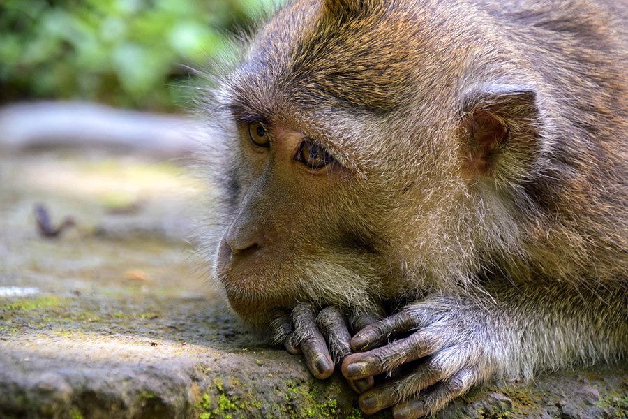 Bali Animals: How to Find Ethical Tourism Experiences | Claire's Footsteps