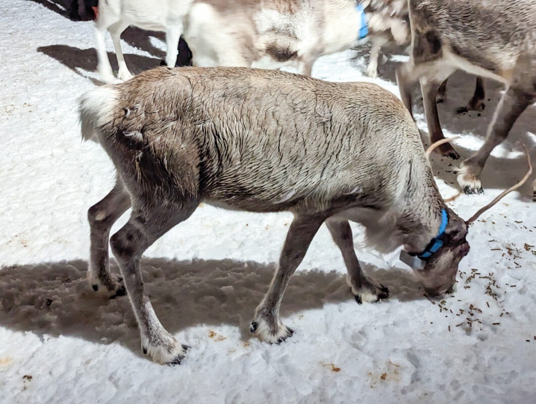 Feeding reindeer near Tromso