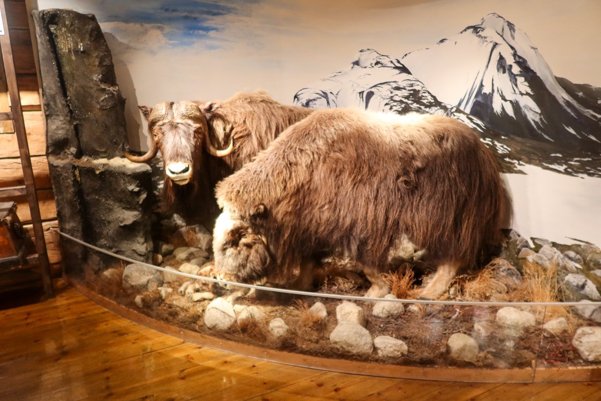 Large mammals from the Arctic, as seen in the Polar Museum