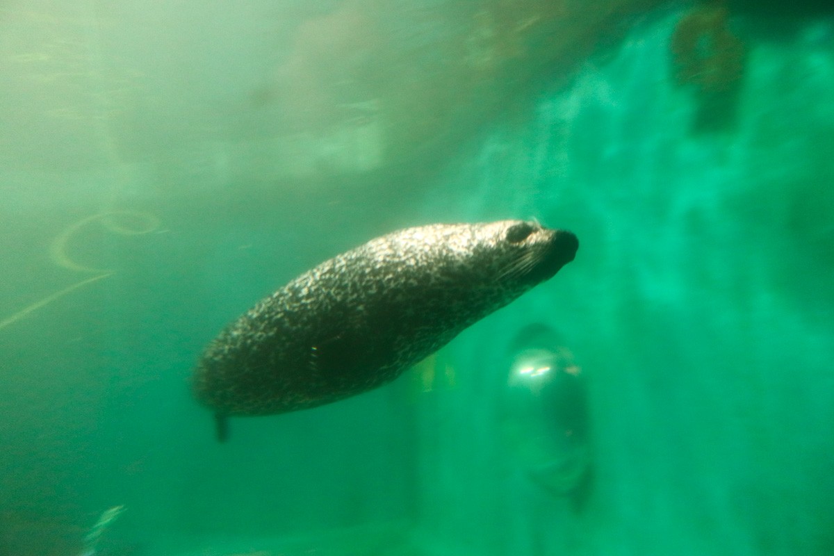 Seals swimming in the aquarium at Polaria in Tromso