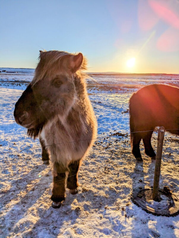 iceland pony in iceland