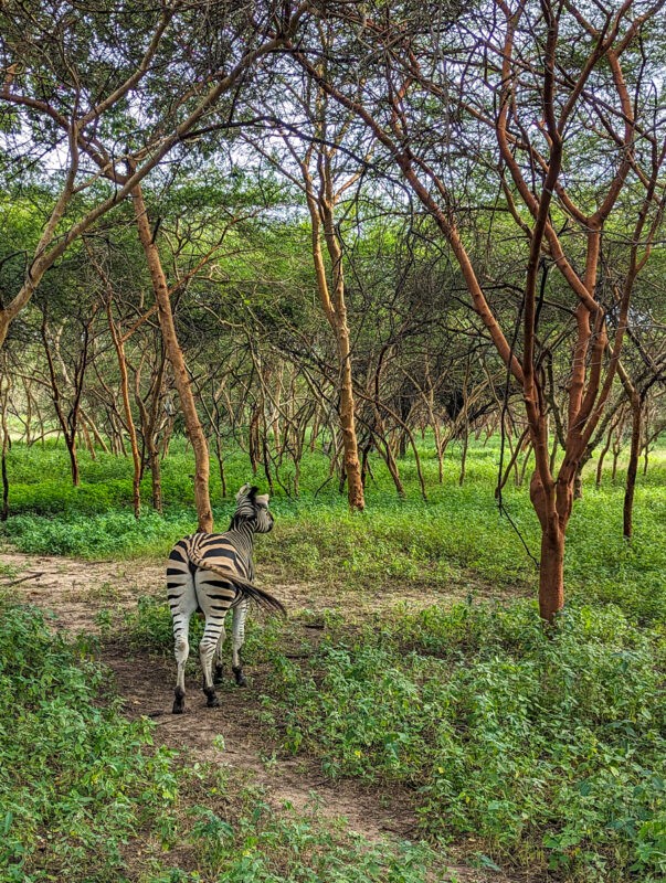 Zebra at Bandia Wildlife Reserve, Senegal