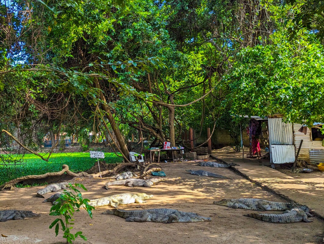 Multiple crocodiles lounging in the sun at a Gambian crocodile park, surrounded by lush greenery and local signage, indicating a popular tourist attraction.