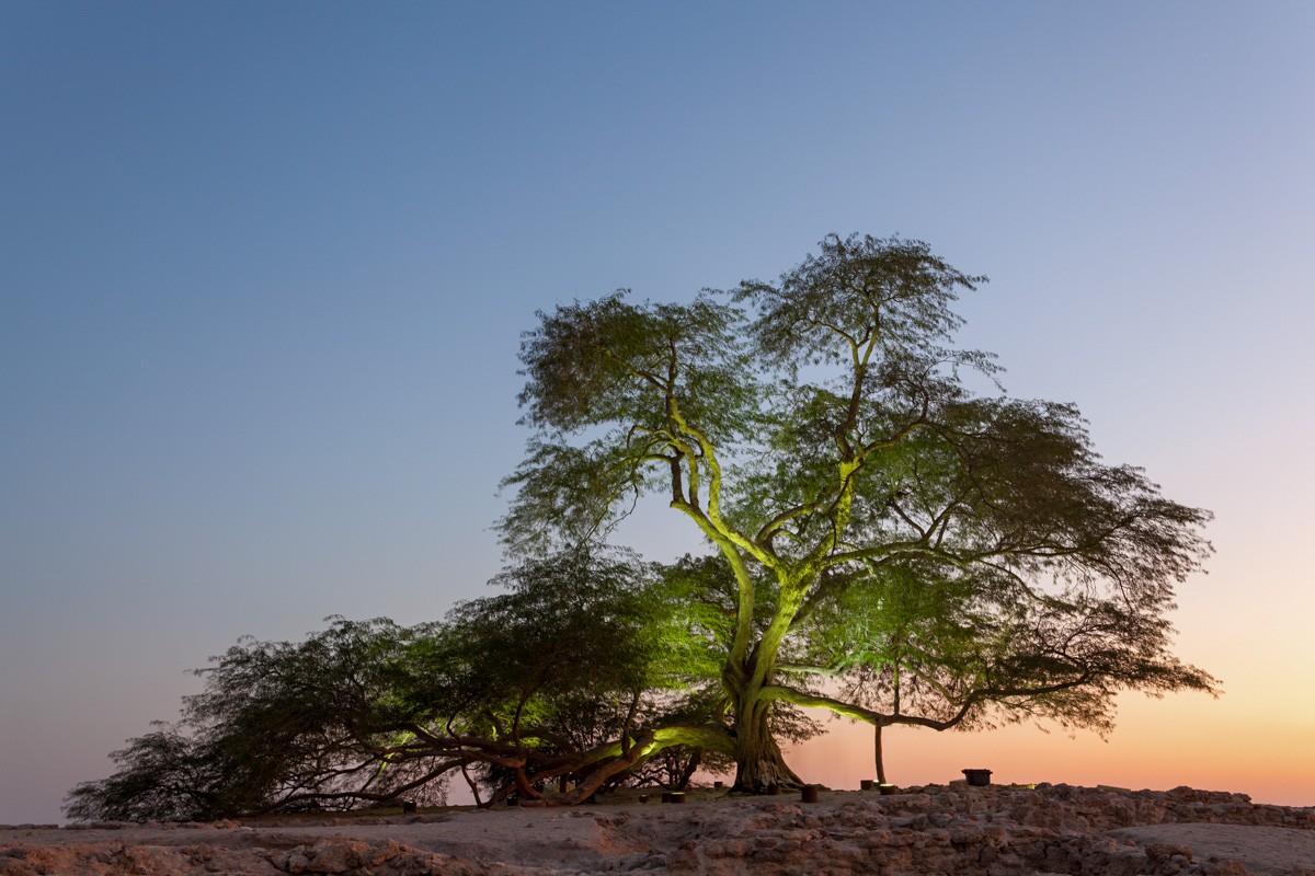 The natural landmark of Bahrain - the 400-year-old Tree of Life. Kingdom of Bahrain, Middle East