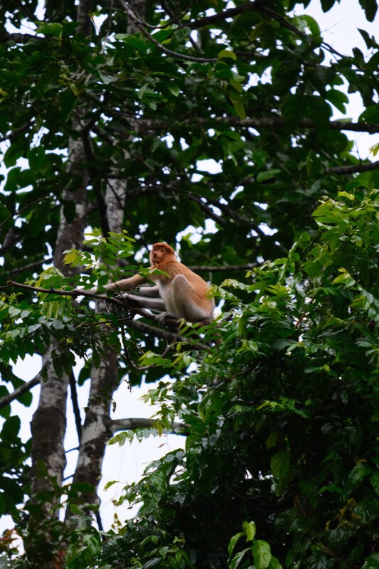 Probiscous monkey in a tree