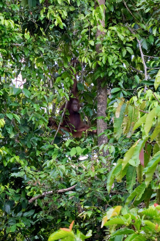 An orangutan facing the camera in a tree in the Borneo jungle