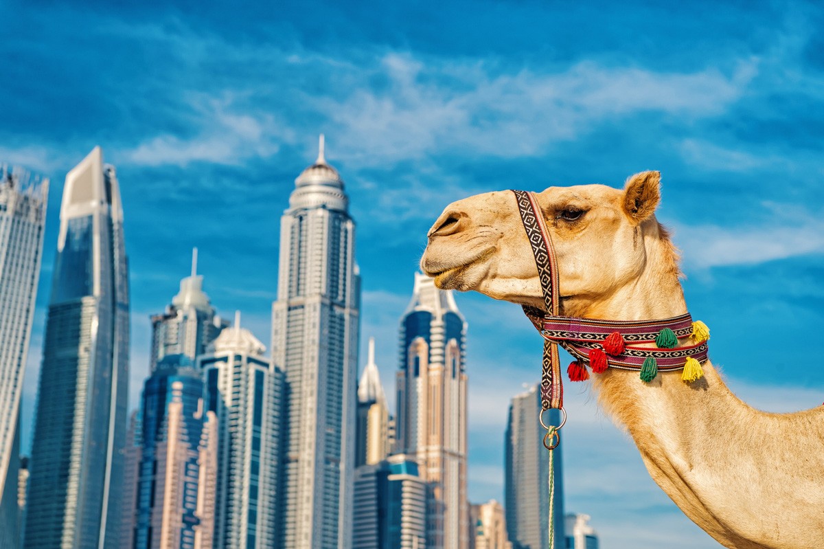 DUBAI Camel on skyscrapers background at the beach . UAE Dubai Marina JBR beach style: camels and skyscrapers. modern buildings business style. uae history and modern
