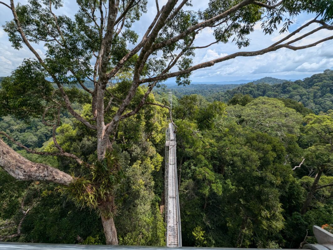 An elevated view of a long, narrow suspension bridge stretching over a dense forest canopy. The lush greenery extends to the horizon under a partly cloudy sky.