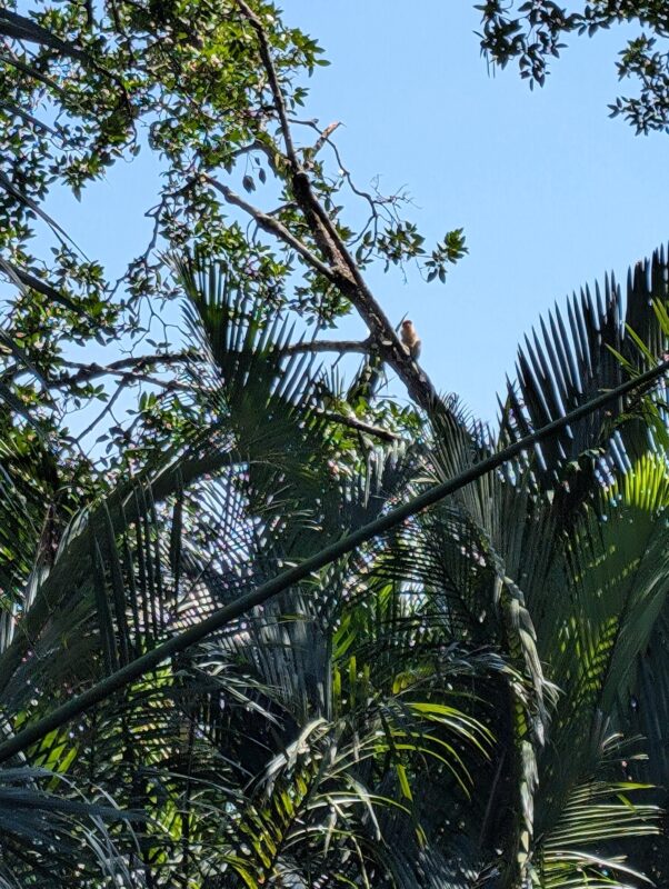 A tropical jungle scene with a proboscis monkey sitting high on a tree branch. The dense green foliage surrounds the monkey, which is highlighted against the clear blue sky.